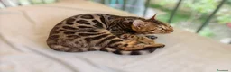 Bengala gatti in vendita: Cuccioli di Bengala disponibili  - Annuncio 7
