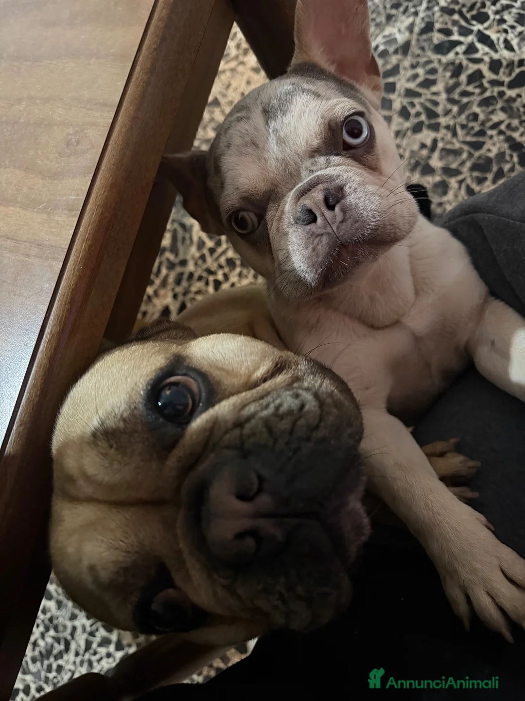 Bulldog Francese cani in vendita: Femmina bulldog francese  - Annuncio 2