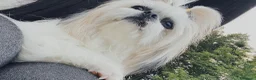 Shih Tzu cani per accoppiamento: Accoppiamento  - Annuncio 4
