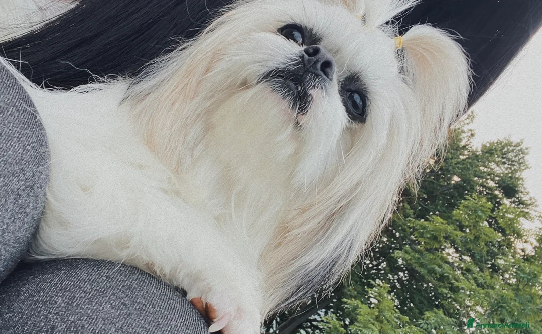 Shih Tzu cani per accoppiamento: Accoppiamento  - Annuncio 4