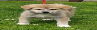 Akita Inu Cucciolo 5