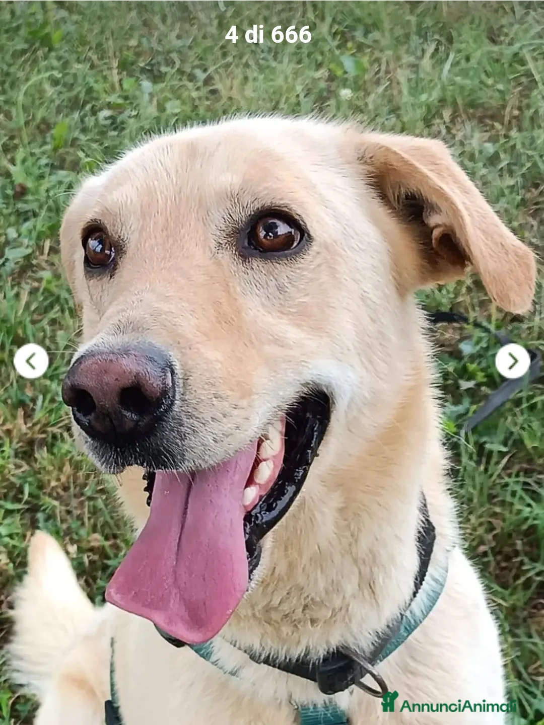 Meticcio cani in regalo: Vasco 4anni tg contenuta non trova pace! LOMBARDIA - Annuncio 2