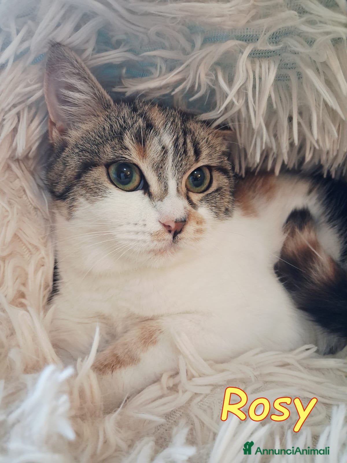 Europeo gatti Dory  bellissima   gattina  di  3 mesi  - Annuncio 1