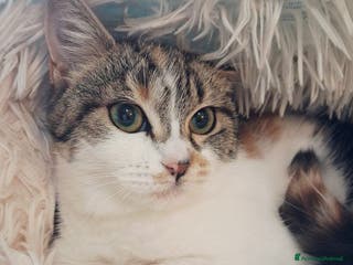 Europeo gatti Dory bellissima gattina di 3 mesi - Annuncio 38