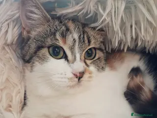 Europeo gatti Dory bellissima gattina di 3 mesi - Annuncio 42