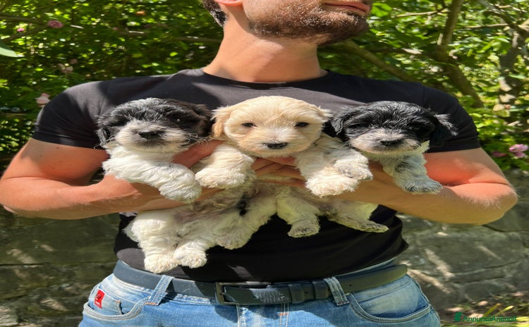Meticcio cani a Provincia di Modena - Annuncio 2