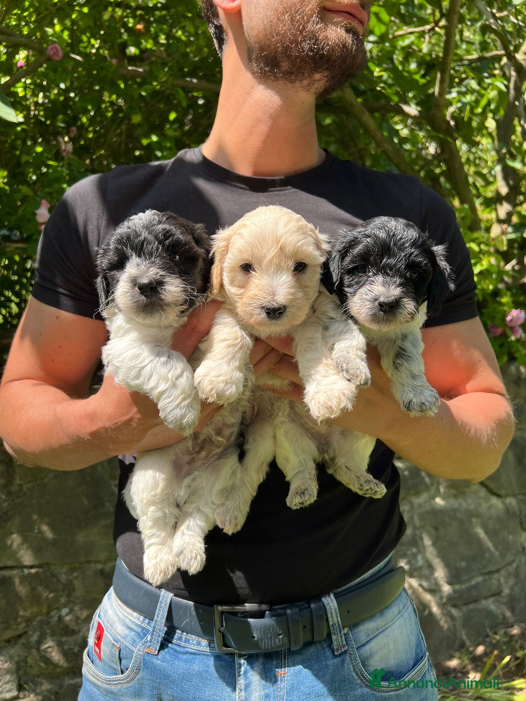 Meticcio cani in vendita: Cuccioli maltipoo a Provincia di Modena - Immagine 1