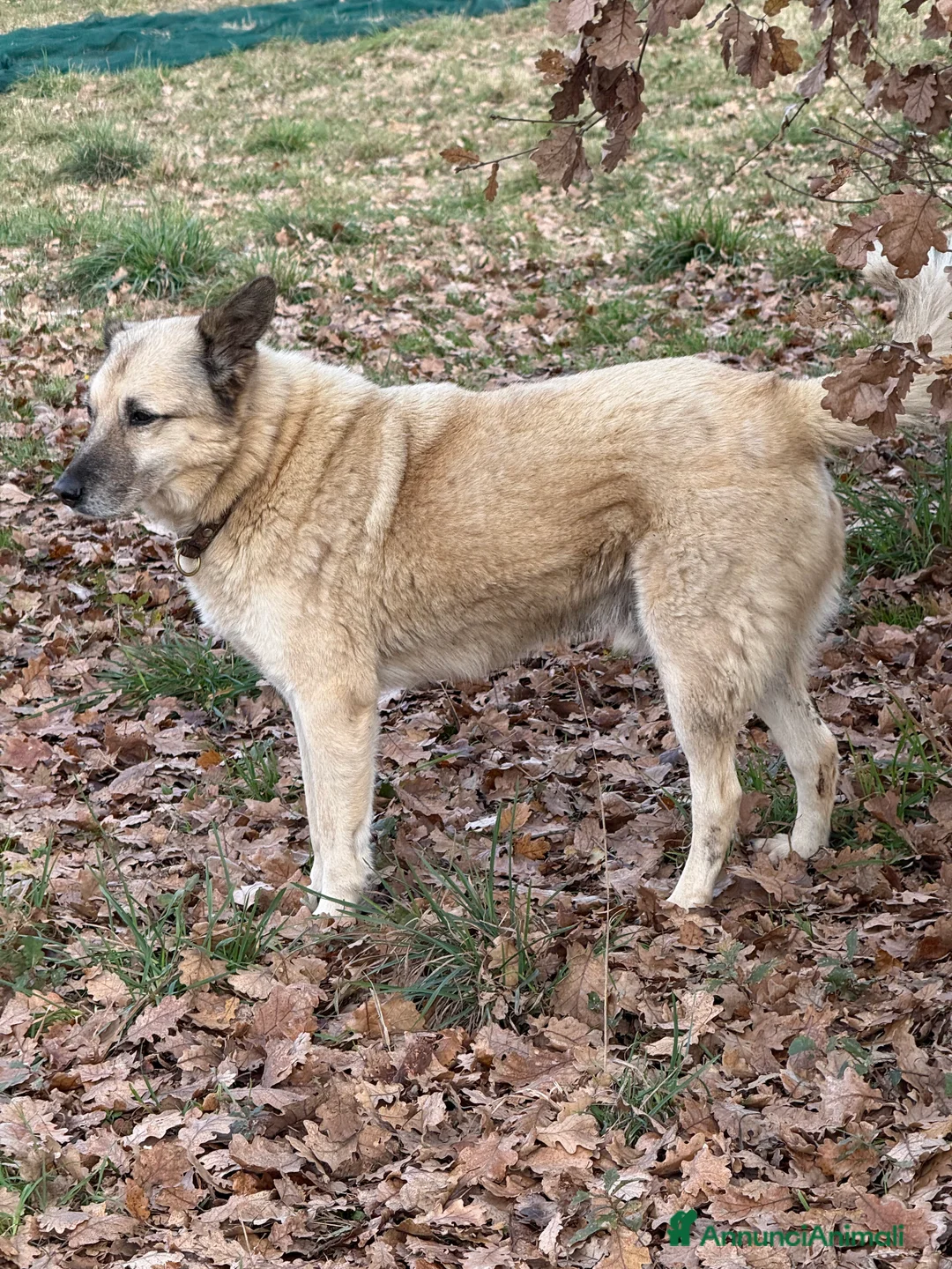 Meticcio cani in regalo: Lauro - Annuncio 4