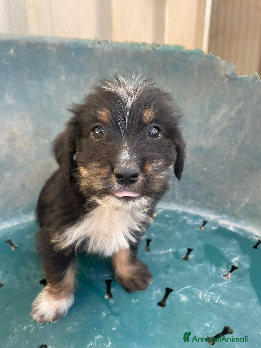 Meticcio cani in regalo: SOS SOS DIAMANTE - Annuncio 8