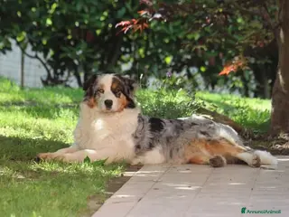 Australian Shepherd cani Cuccioli Australian Shepherd - Annuncio 3