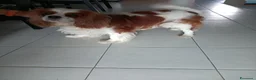 Cavalier King cani per accoppiamento: Cerco per accoppiamento  a Città Metropolitana di Torino - Annuncio 2