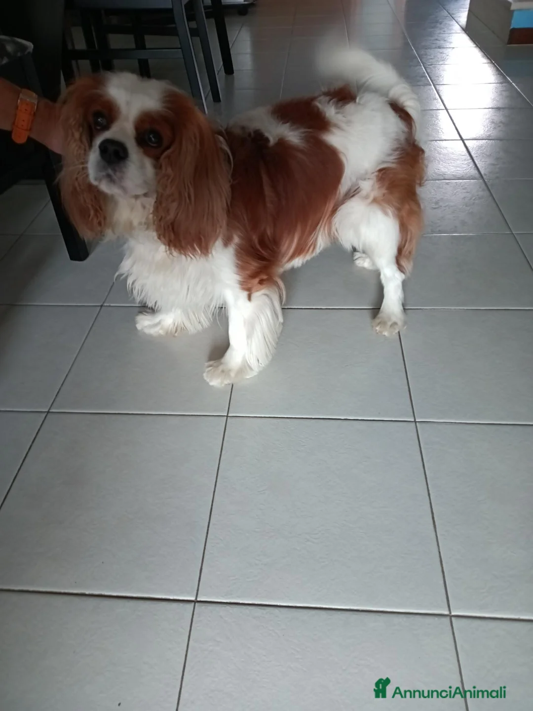 Cavalier King cani per accoppiamento: Cerco per accoppiamento  a Città Metropolitana di Torino - Annuncio 2