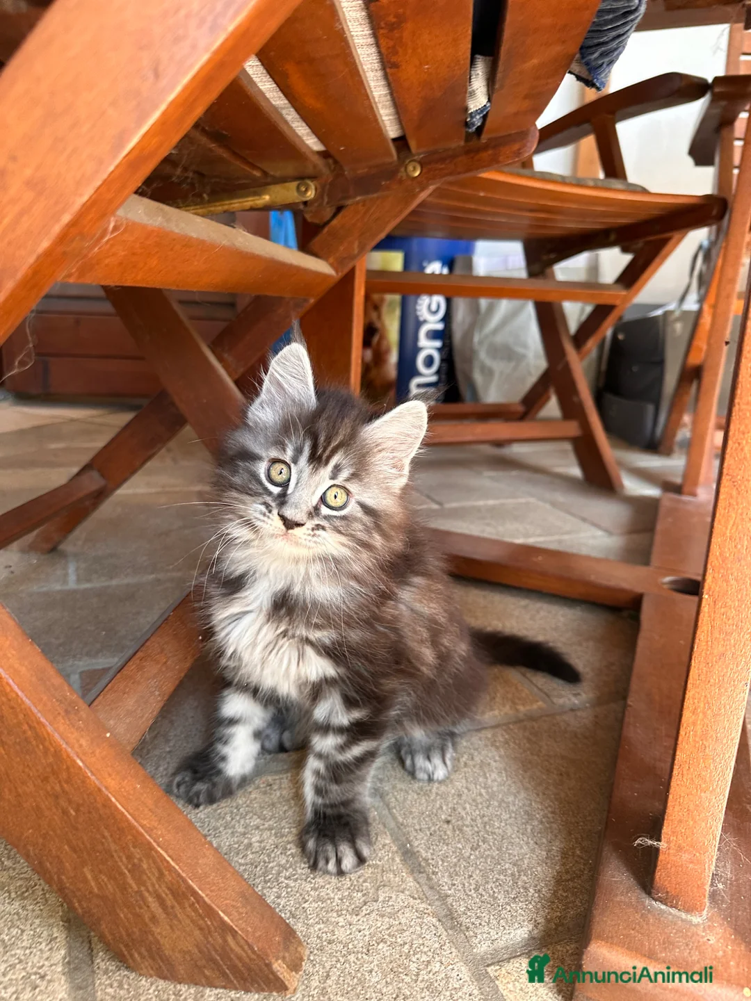 Maine Coon gatti in vendita: Gattini Maine Coon maschi - Annuncio 2