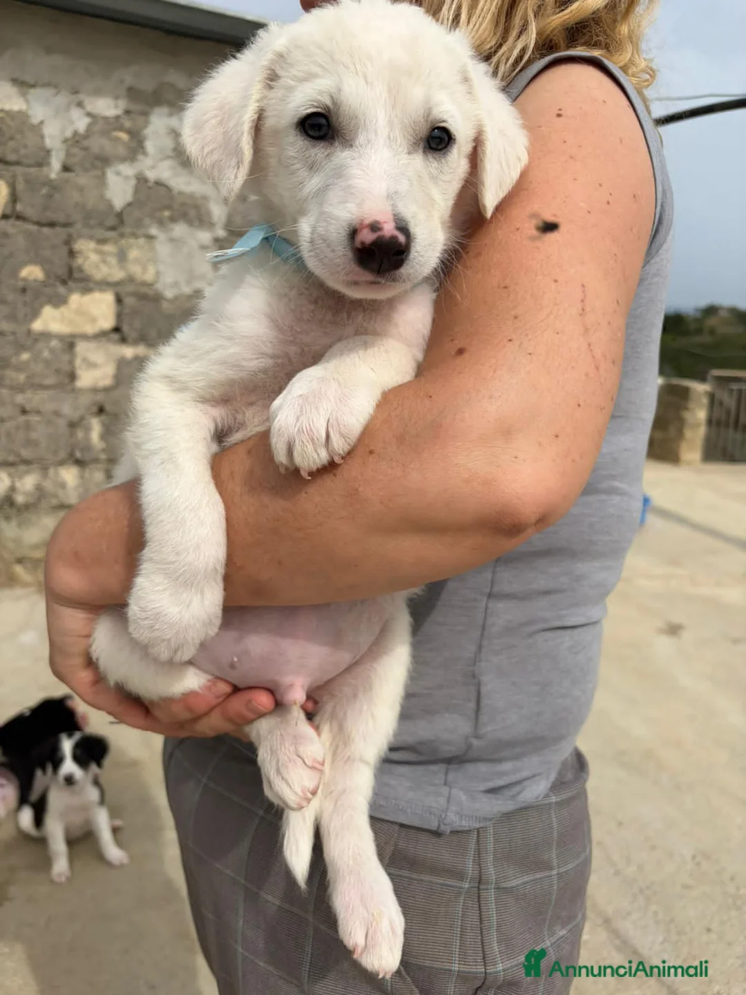 Meticcio cani in regalo: RUBEN, MAX, JANE E TOBY - Annuncio 5