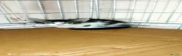 Meticcio gatti in regalo: Micetti di due mesi cercano casa - Annuncio 3