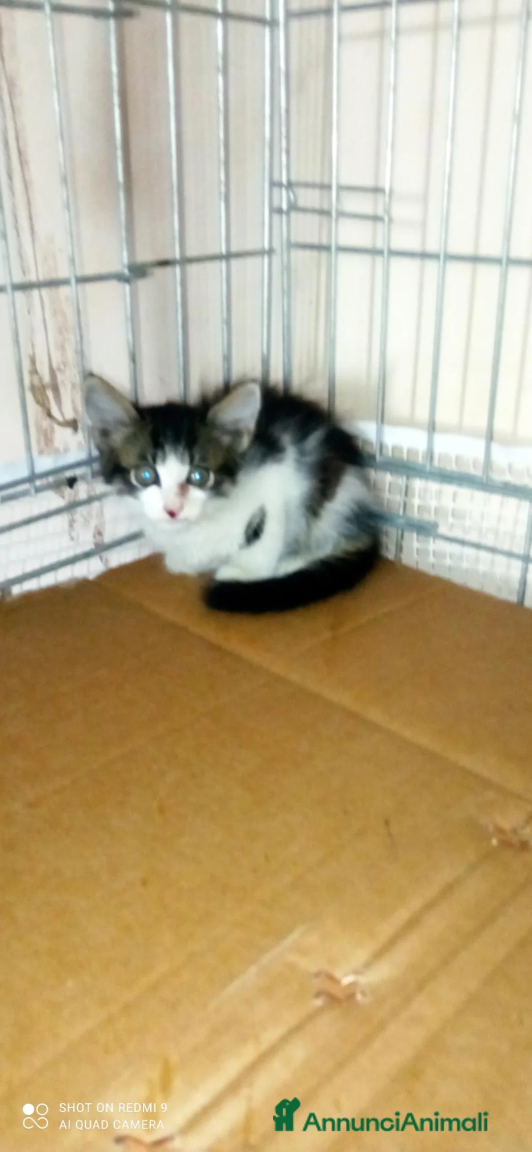 Meticcio gatti in regalo: Micetti di due mesi cercano casa - Annuncio 3