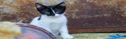 Europeo gatti in vendita: cuccioli gatto bellissimi cercano casa❤️ - Annuncio 3