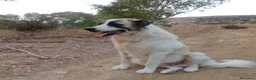 Meticcio cani in regalo: LUCA quanta solitudine! tg grande a Provincia di Macerata - Annuncio 6