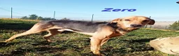 Meticcio cani in regalo: ZERO cerca le coccole tg contenuta a Città Metropolitana di Torino - Annuncio 1