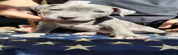 Pitbull cani in vendita: American Pitbull Terrier con pedigree - Annuncio 6