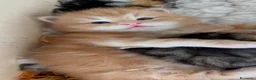 Siberiano gatti in vendita: SIBERIANO GATTINO IPOALLERGENICO - Annuncio 3