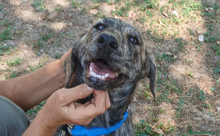 Meticcio cani a Città metropolitana di Roma Capitale - Annuncio 5