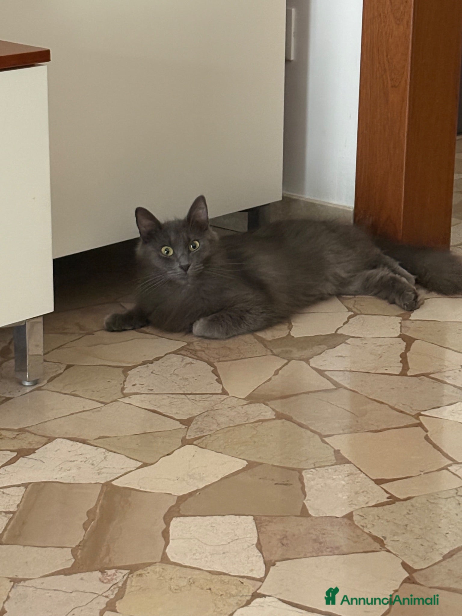 Europeo gatti Gatto grigio a pelo lungo - Annuncio 16