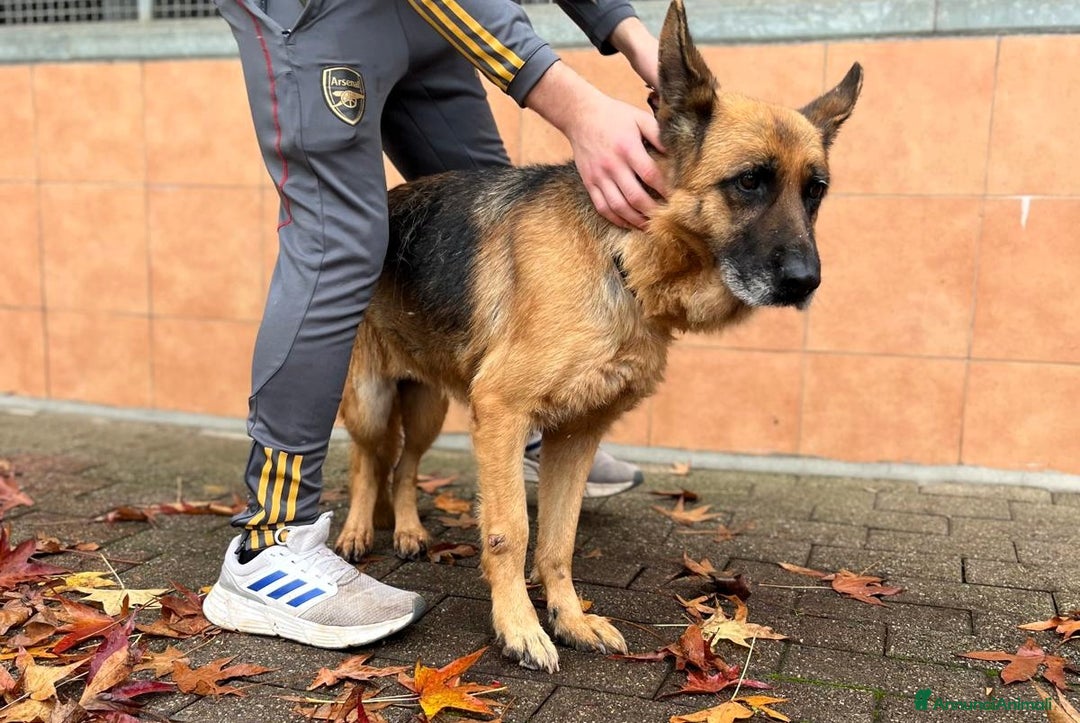 Pastore Tedesco cani in regalo: GIANNA PASTORE TEDESCO - Annuncio 4