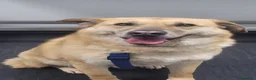 Meticcio cani in regalo: Splendida meticcia - RAJA - Annuncio 1