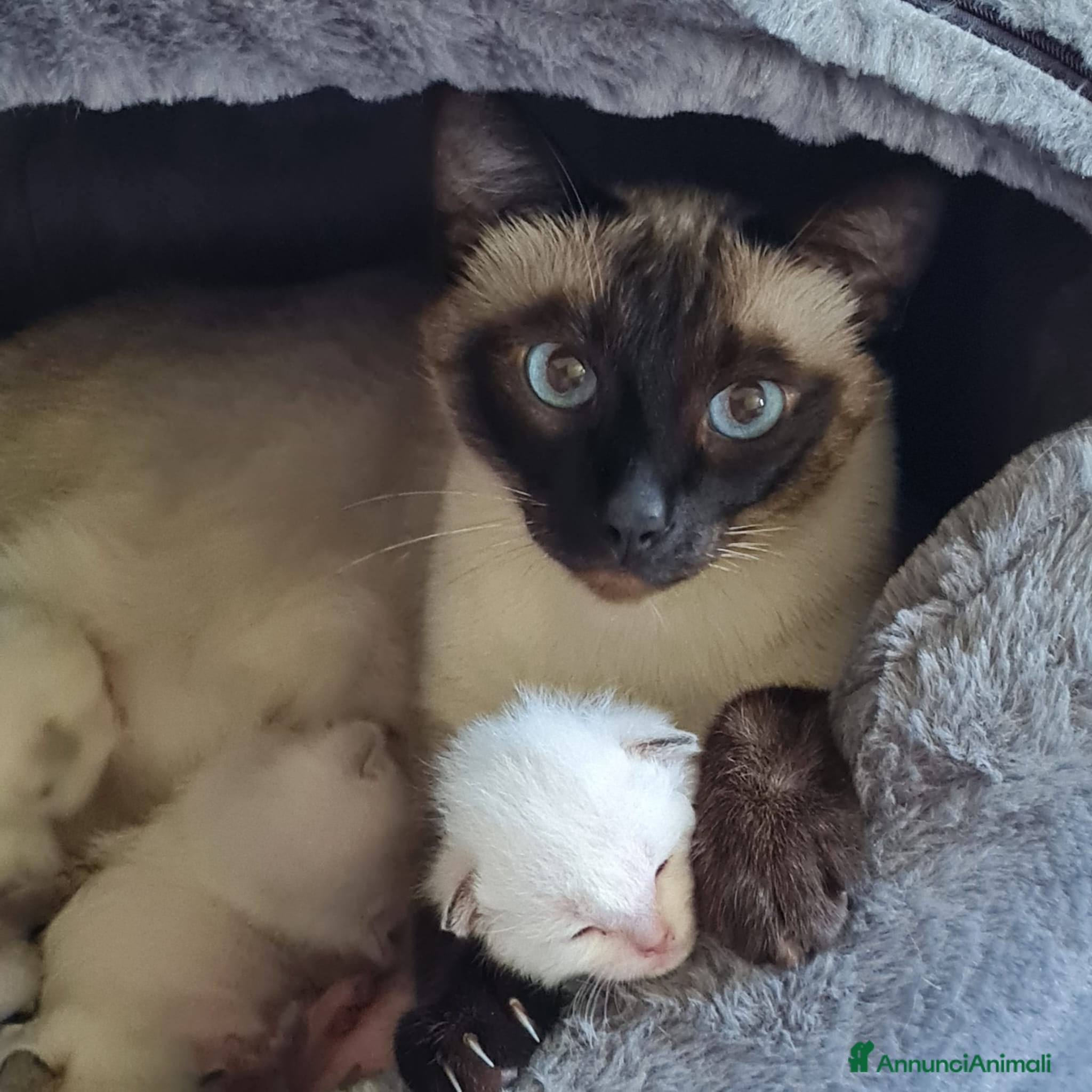 Thai gatti Cucciole femmine - Annuncio 24