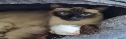 Thai gatti in vendita: Cucciole femmine a Città metropolitana di Milano - Annuncio 1