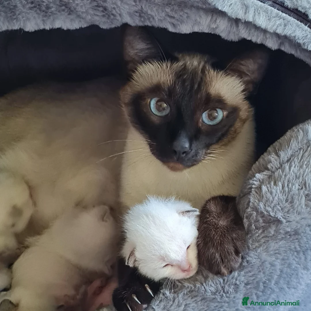 Thai gatti in vendita: Cucciole femmine a Città metropolitana di Milano - Annuncio 1