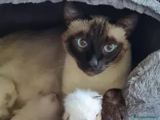 Thai gatti Cucciole femmine - Annuncio 24
