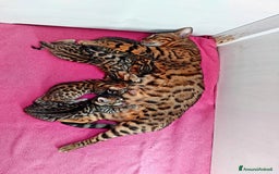 Bengala gatti in vendita: CUCCIOLI BENGALA a Provincia di Treviso - Immagine 6