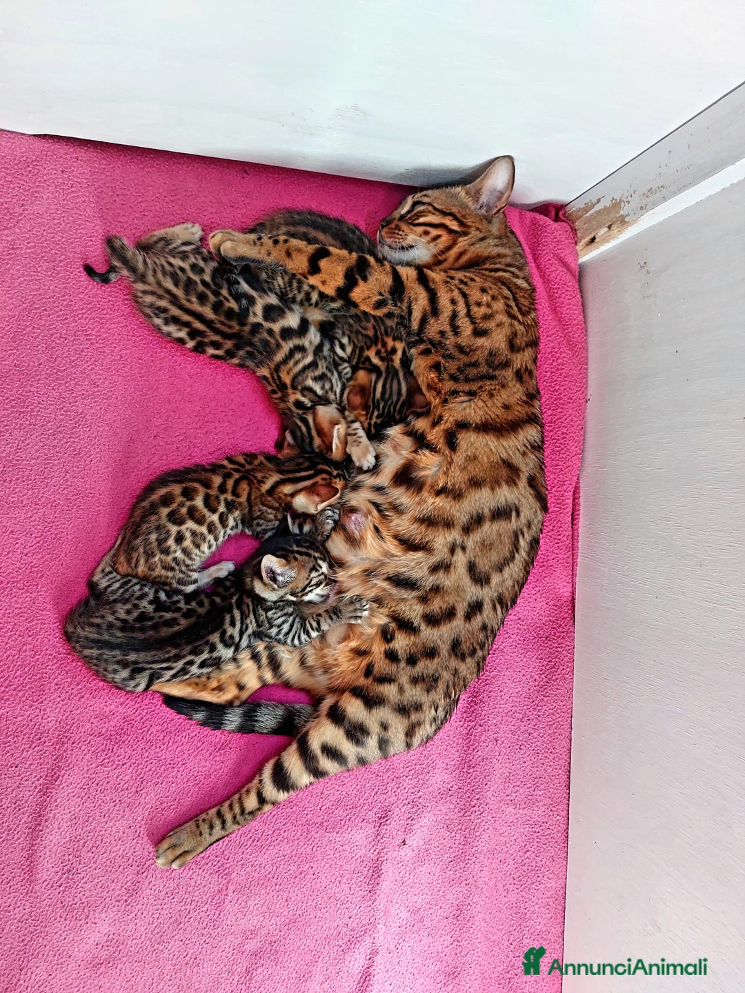 Bengala gatti in vendita: CUCCIOLI BENGALA a Provincia di Treviso - Immagine 6