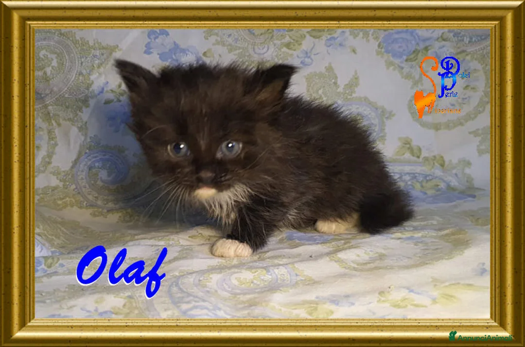 Siberiano gatti in vendita: cuccioli gattini siberiani - Annuncio 1