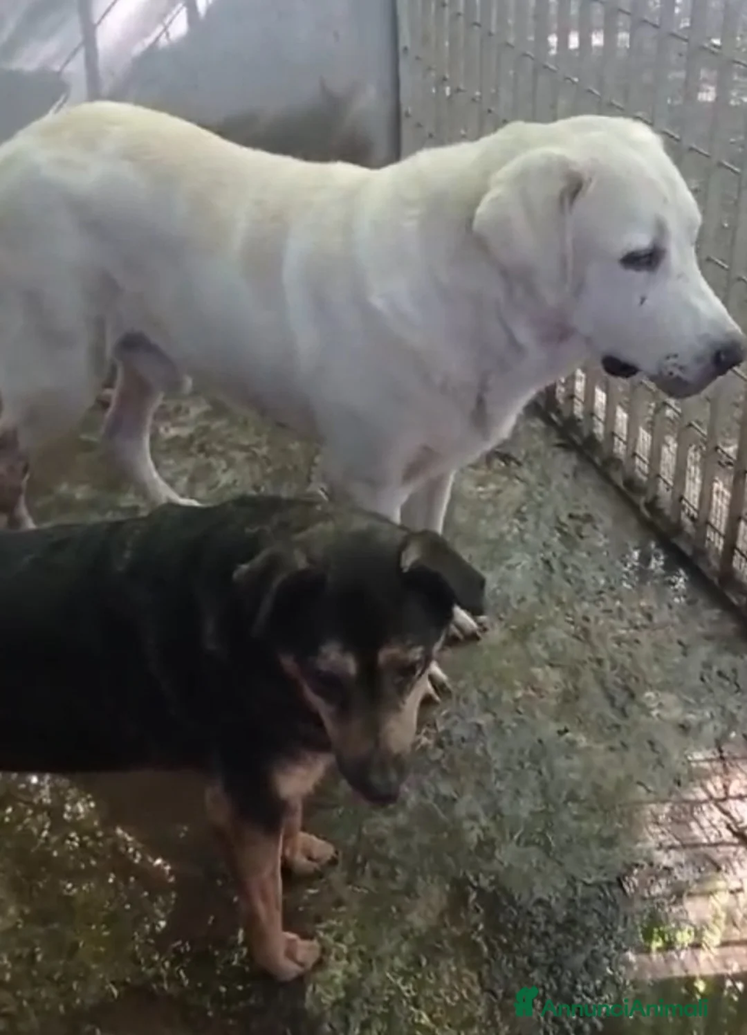 Labrador cani in regalo: Labrador puro SOS MIRACOLO DI ADOZIONE X ARGO.NAP a Città metropolitana di Milano - Annuncio 1