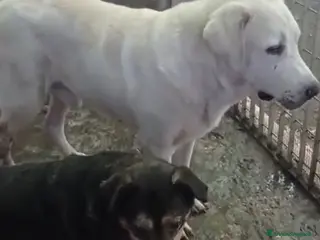 Labrador cani Labrador puro SOS MIRACOLO DI ADOZIONE X ARGO.NAP a Città metropolitana di Milano - Annuncio 8