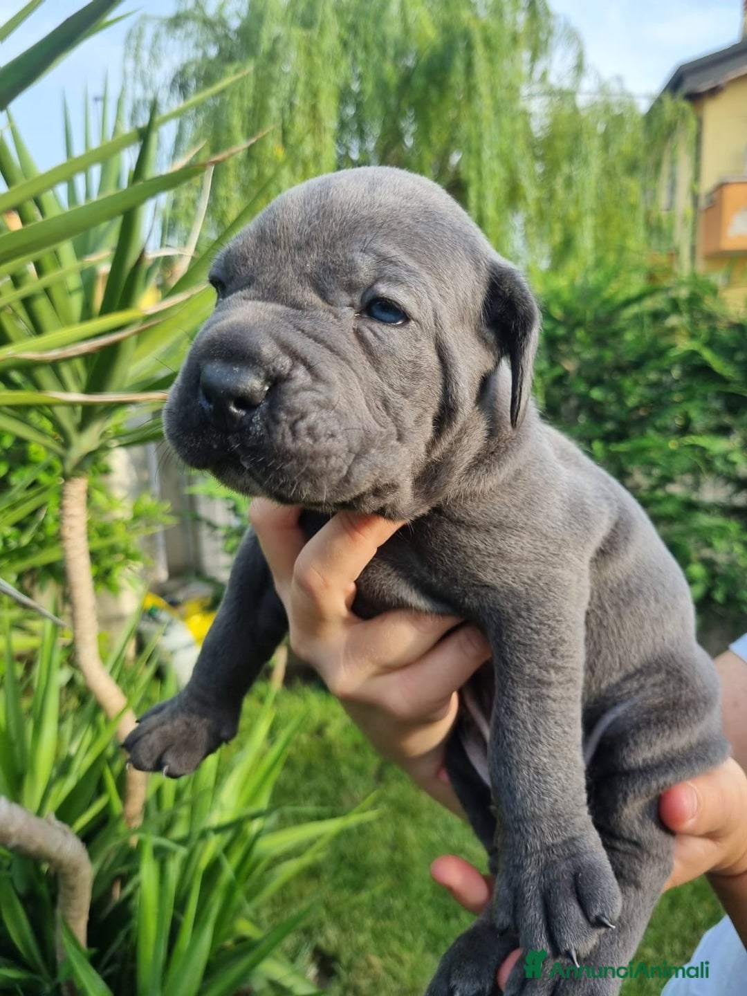 Cane Corso cani in vendita: Cuccioli di cane corso alta genealogia  a Provincia di Verona - Immagine 2