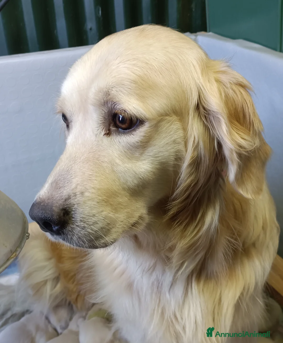 Golden Retriever cani in vendita: Cuccioli Golden retriever  - Annuncio 1