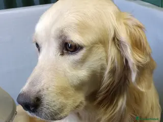 Golden Retriever cani Cuccioli Golden retriever - Annuncio 4