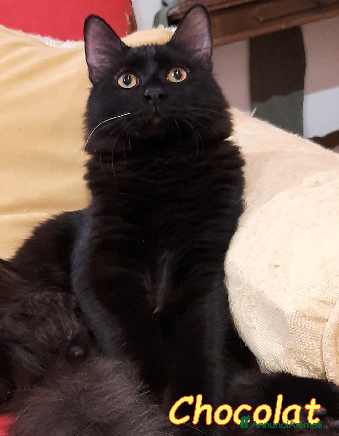 Europeo gatti in regalo: STUPENDO MCETTO PELO LUNGO - Annuncio 2