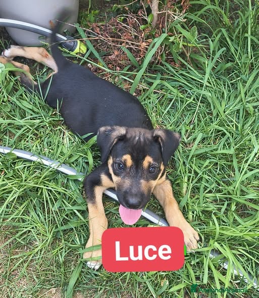 Meticcio cani Luce e Neon - Annuncio 18