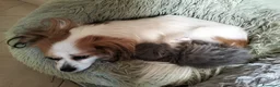 Persiano gatti in vendita: Cucciolo di persiano maschio - Annuncio 5