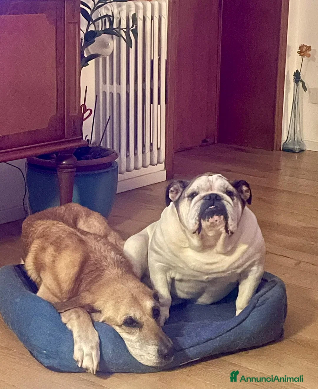 Bulldog cani per accoppiamento: Cerco femmina di bulldog per monta a Provincia di Lecce - Annuncio 3