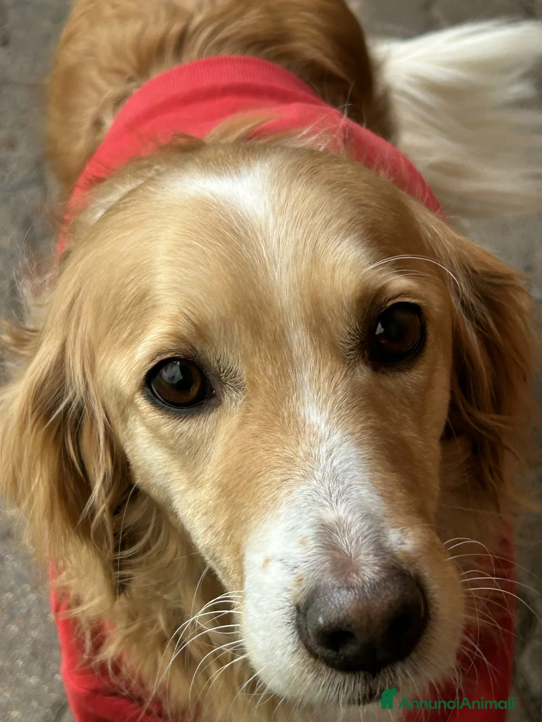 Setter Inglese cani in regalo: Onda dolcissima setter - Annuncio 1