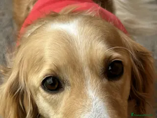 Setter Inglese cani Onda dolcissima setter - Annuncio 1