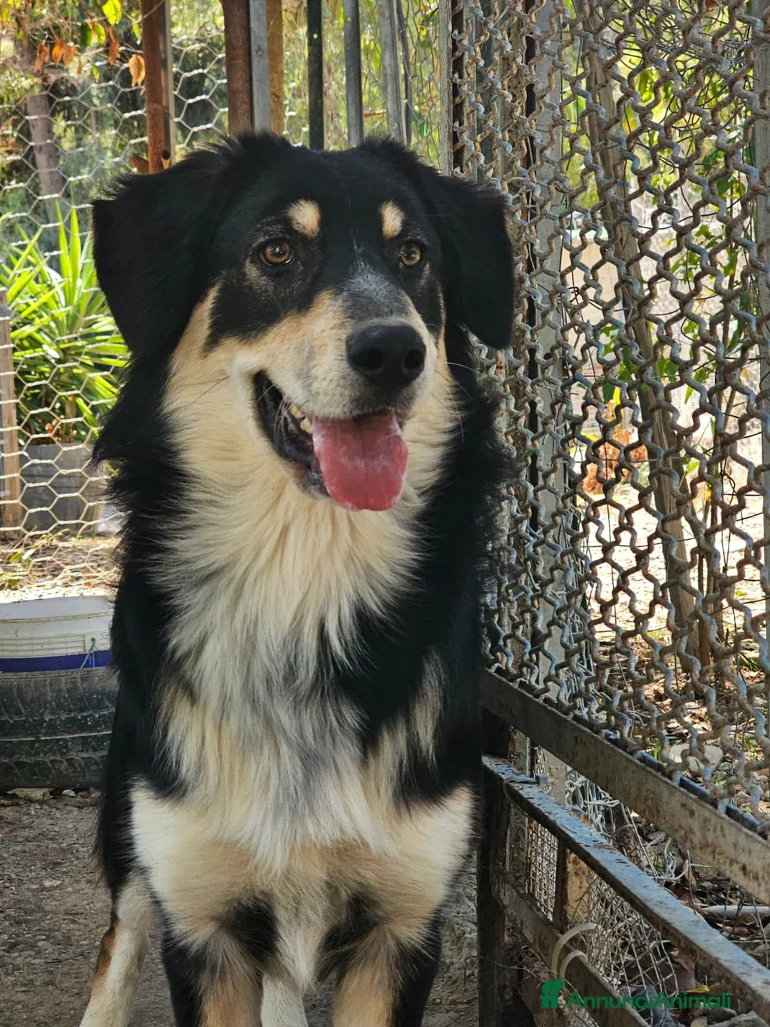 Meticcio cani in regalo: non lasciamo Astro in orbita troppo a lungo - Annuncio 5