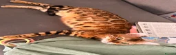 Bengala gatti in vendita: Cuccioli di Bengala - Annuncio 9