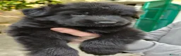 Pastore Tedesco cani in vendita: Pastore tedesco cuccioli  a Provincia di Savona - Annuncio 6